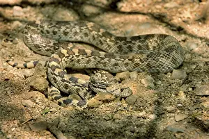 Gopher: Arizona Gopher Snake