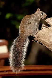 Northcott: Arizona Gray Squirrel, Sciurus arizonensis