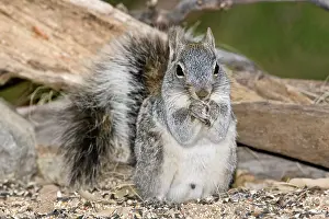 Northcott: Arizona Gray Squirrel, Sciurus arizonensis