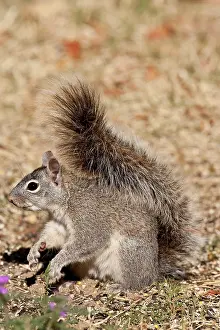 Northcott: Arizona Gray Squirrel, Sciurus arizonensis