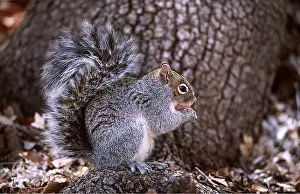 Geoff Trinder: ARIZONA GREY SQUIRREL - eating