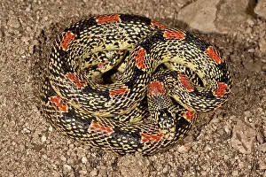 Northcott: Arizona Long-nose Snake, Rhinocheilus lecontei