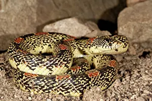 Northcott: Arizona Long-nose Snake, Rhinocheilus lecontei