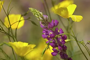 Lupine: Arizona Lupine and gold poppy - a violet coloured