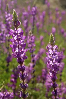 Lupines: Arizona Lupine - spring