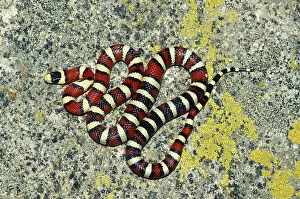 Kingsnake: Arizona Mountain Kingsnake
