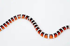 Native: Arizona mountain kingsnake (Lampropeltis pyromelana)