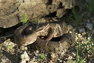 Rattles: Arizona Ridge-nosed Rattlesnake