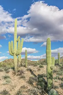 Arizona: Arizona, Saguaro National Park. Sonoran Desert