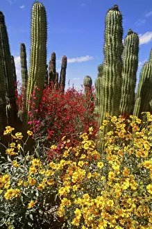 Tucson: Arizona-Sonora Desert Museum
