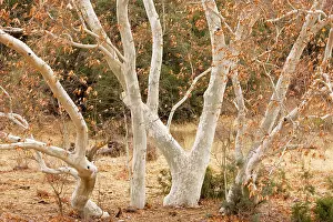 Sycamores: Arizona Sycamores (plane trees) in winter