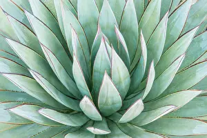 Agave: Arizona, Tucson. Tucson Botanical Garden, agave