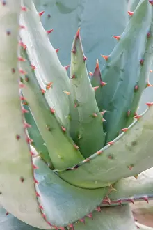 Aloe: Arizona, Tucson. Tucson Botanical Garden, aloe