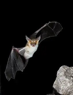 Pallidus: Arizona, USA, Pallid Bat, Antrozous pallidus