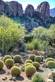 Butt: Arizona, USA. Saguaro Cactus