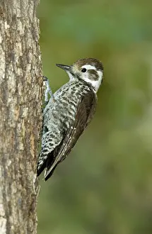 Picoides: Arizona Woodpecker