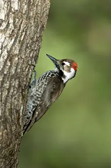 Picoides: Arizona Woodpecker