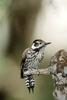 Picoides: Arizona Woodpecker