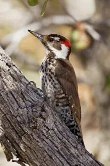 Arizonae: Arizona Woodpecker - (formerly known as Strictland's