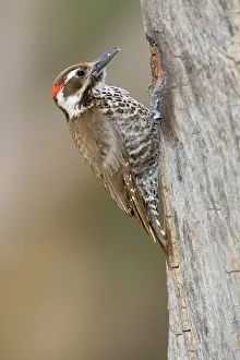 Picoides: Arizona Woodpecker (Picoides arizonae)