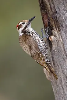 Picoides: Arizona Woodpecker (Picoides arizonae)