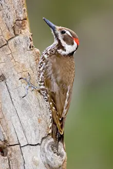 Picoides: Arizona Woodpecker (Picoides arizonae)
