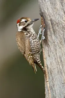 Picoides: Arizona Woodpecker (Picoides arizonae)