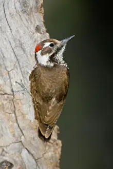 Picoides: Arizona Woodpecker (Picoides arizonae)