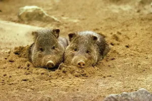 Peccaries: Arizonia Collared Peccary - in bed