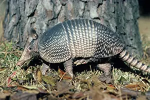 Armadillos: Armadillo