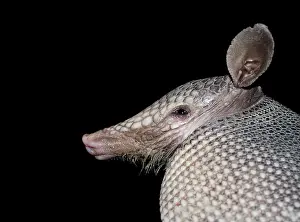 Edentata: Armadillo nine banded (Dasypus novemcinctus), Central