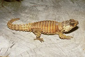 Armadillo: Armadillo Lizard
