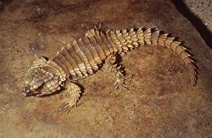 Dallas: Armadillo Lizard