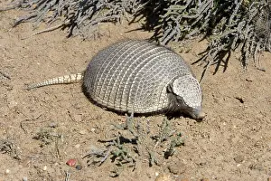 Armadillos: Armadillo / Pichi