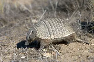 Armadillos: Armadillo / Pichi