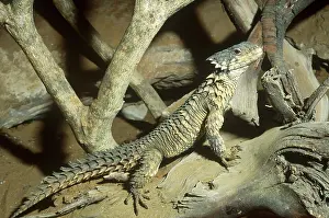 Armadillo: Armadillo Sungazer Lizard