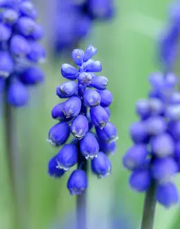 Zwick: Armenian grape hyacinth. Germany