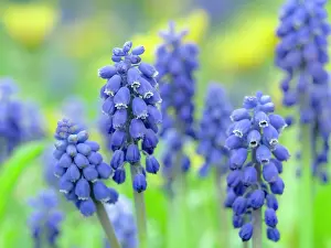 Zwick: Armenian grape hyacinth. Germany