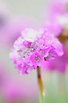 Armeria: Armeria maritima Dusseldorfer Stolz, Thrift, Pink, Perenni