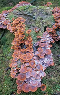 Armillaria: Armillaria ostoyae Fungi