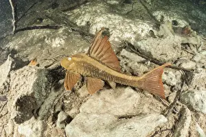 Catfish: Armored catfish, Loricariidae family, Formoso River