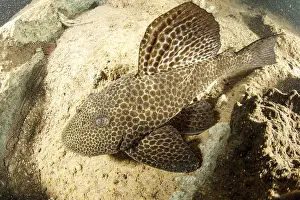 Catfish: Armored catfish, Loricariidae family, Formoso River