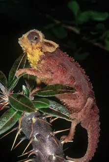 Armored: Armored Chameleon