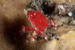 Armored: Armored Purse Crab - on coral during night dive