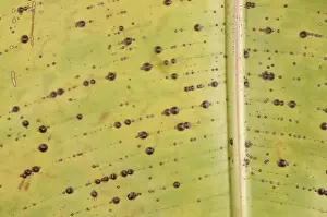 Jose: Armored scale on banana
