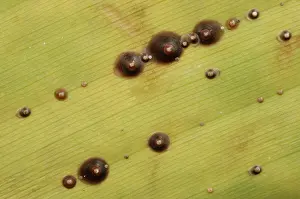 Jose: Armored scale on banana