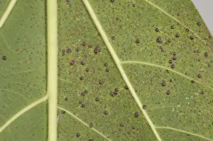 Ficus: Armored scale on ficus