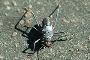 Cricket: Armoured Bush Cricket - on tarmac - Kruger National