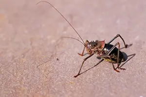 Armoured: Armoured Ground CRICKET