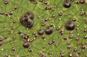 Ficus: Armoured scale on ficus